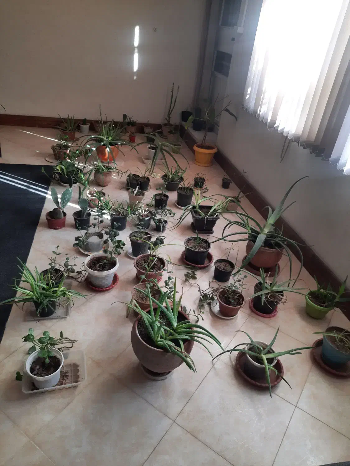 گلخانه کامل|گل و گیاه طبیعی|بروجرد, |دیوار