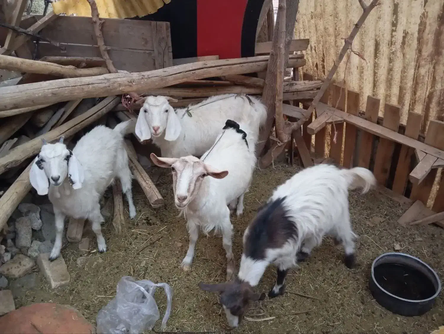 ۲راس بز با دوبزغاله ماده|حیوانات مزرعه|تربتحیدریه, جانبازان|دیوار