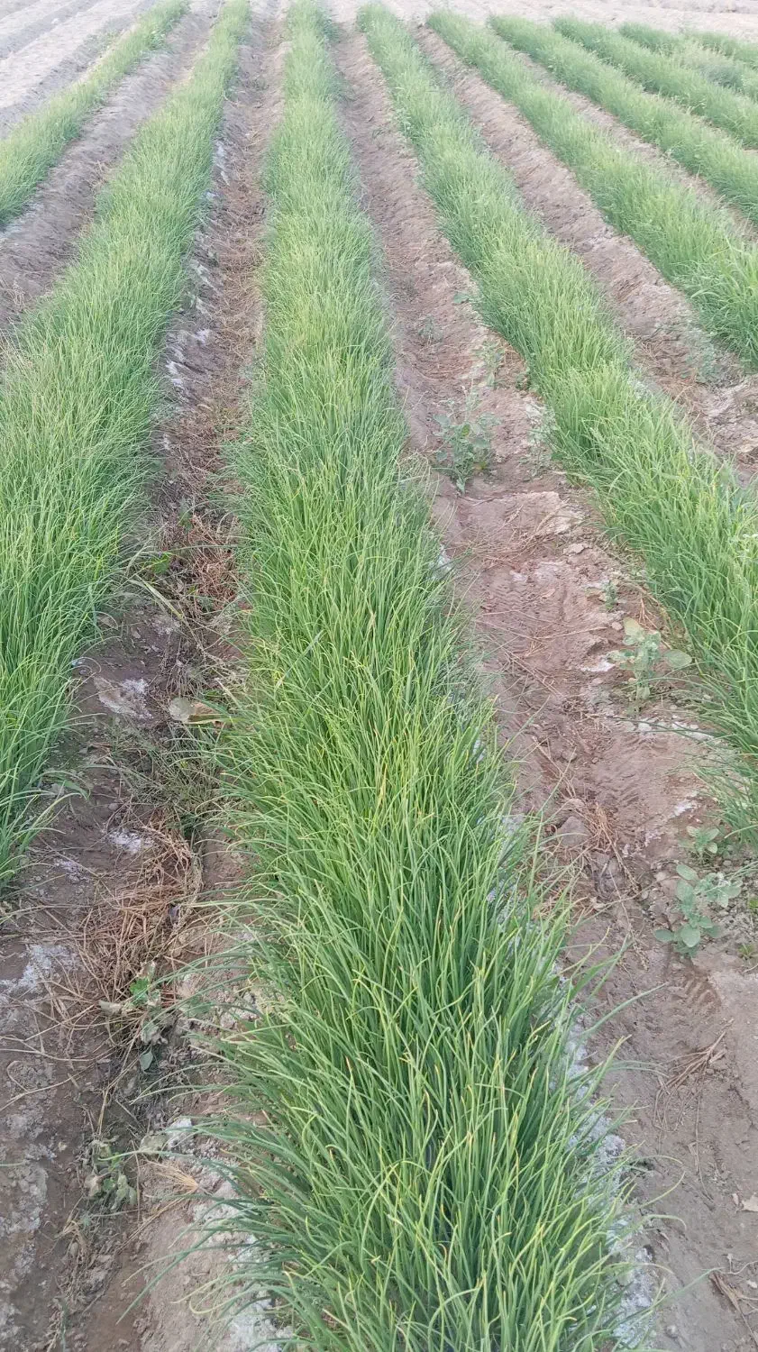 چهار کیلو نهال پیاز فروشی|گل و گیاه طبیعی|جیرفت, |دیوار