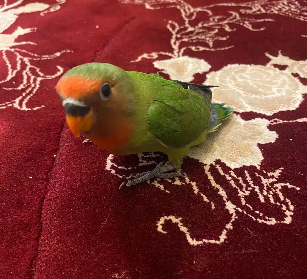 فروش طوطی برزیلی|پرنده|اهواز, کوی صادقیه|دیوار