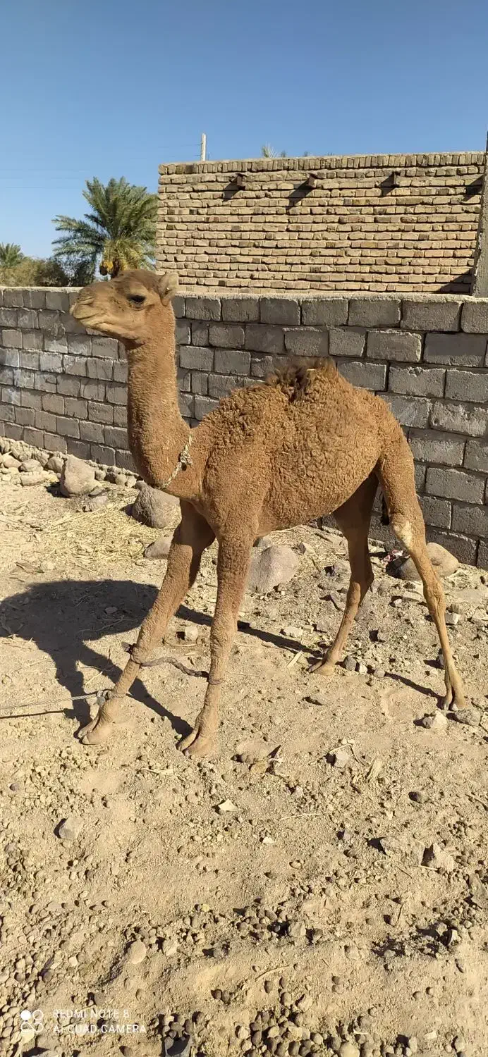 شتر نر|حیوانات مزرعه|ایرانشهر, |دیوار