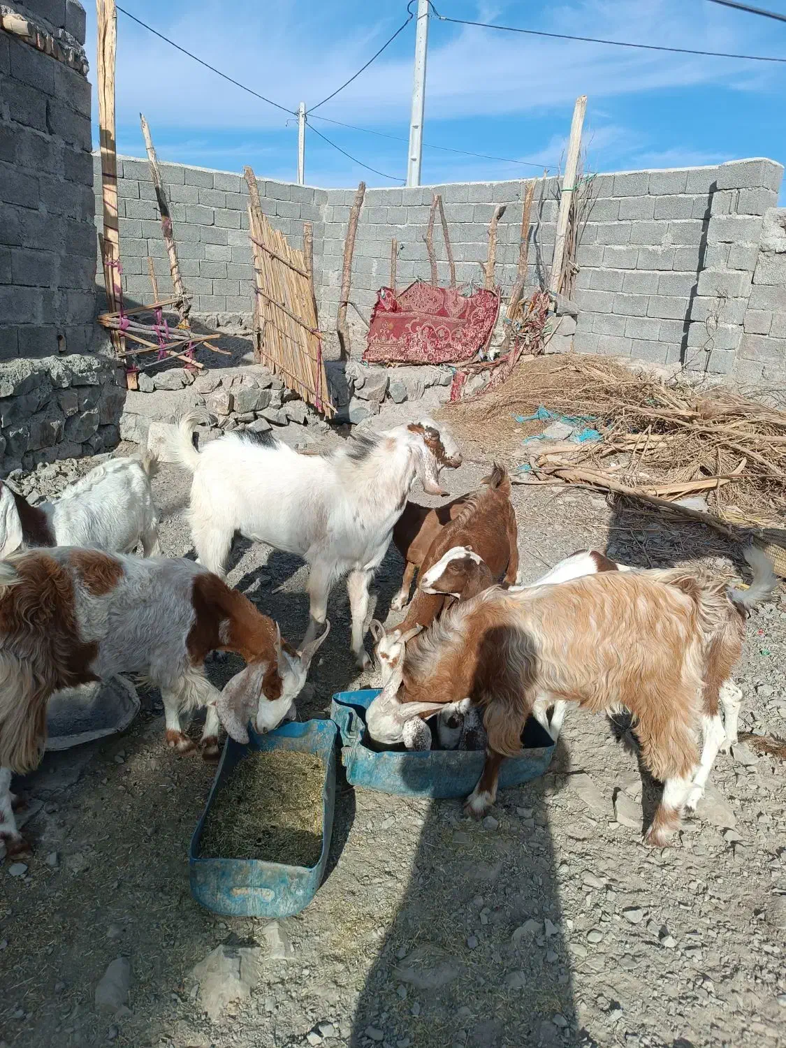 گوسفند|حیوانات مزرعه|هیدوچ, |دیوار