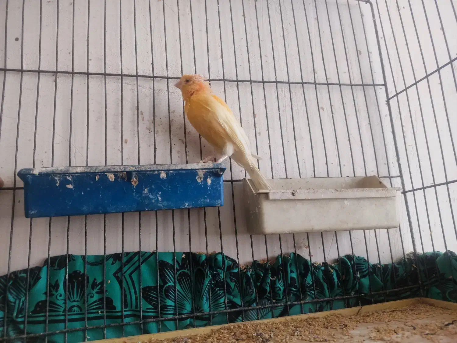 قناری|پرنده|قم, قلعه کامکار|دیوار