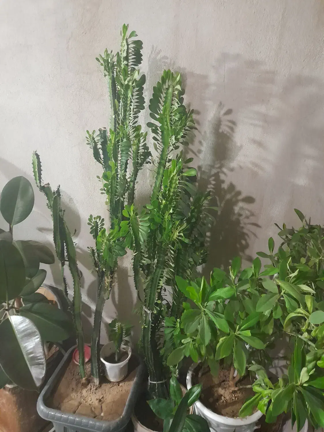 فروش گل های خانگی|گل و گیاه طبیعی|سنندج, |دیوار