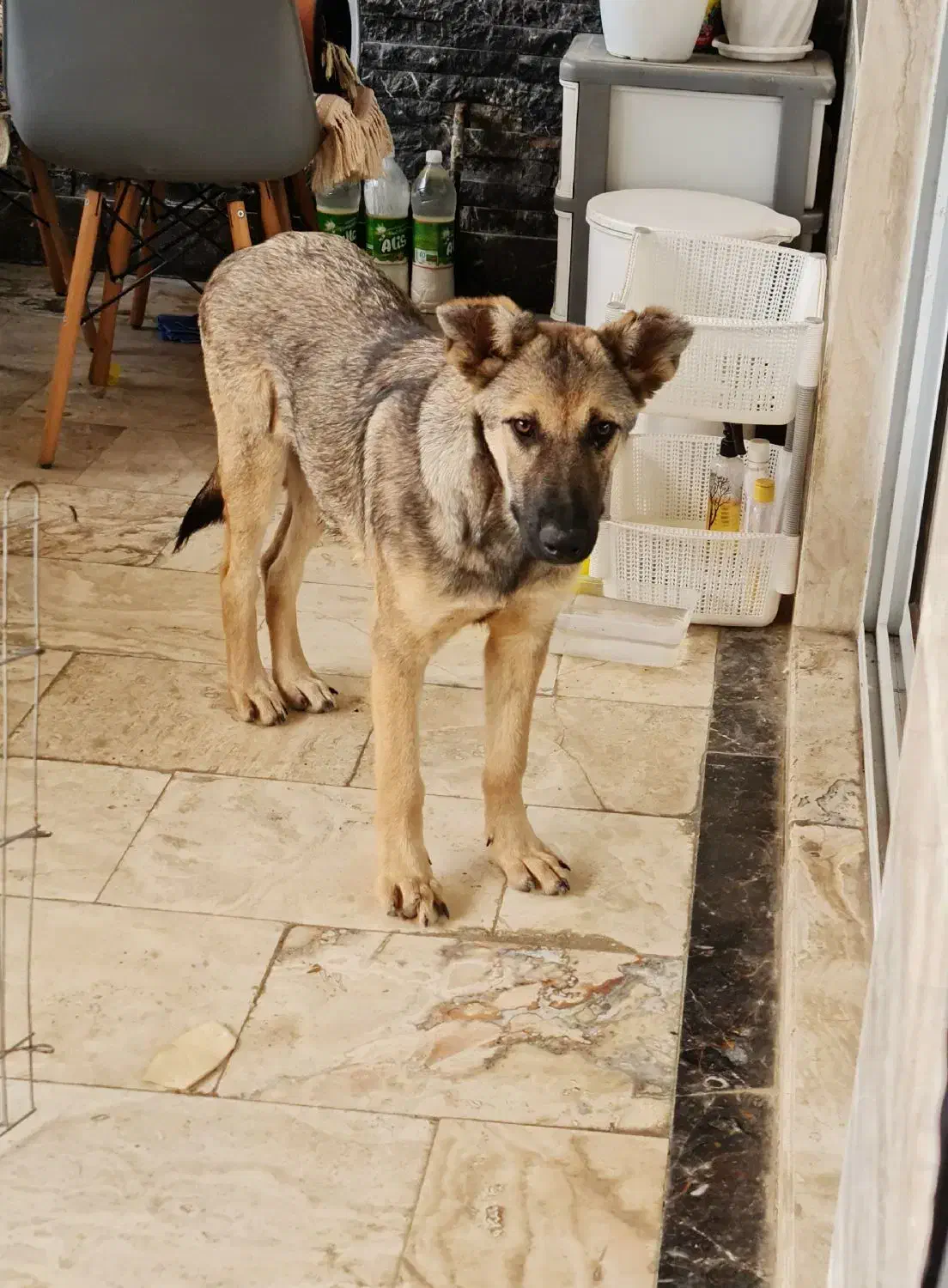 واگداری فوری سگ بومی|سگ|آمل, |دیوار