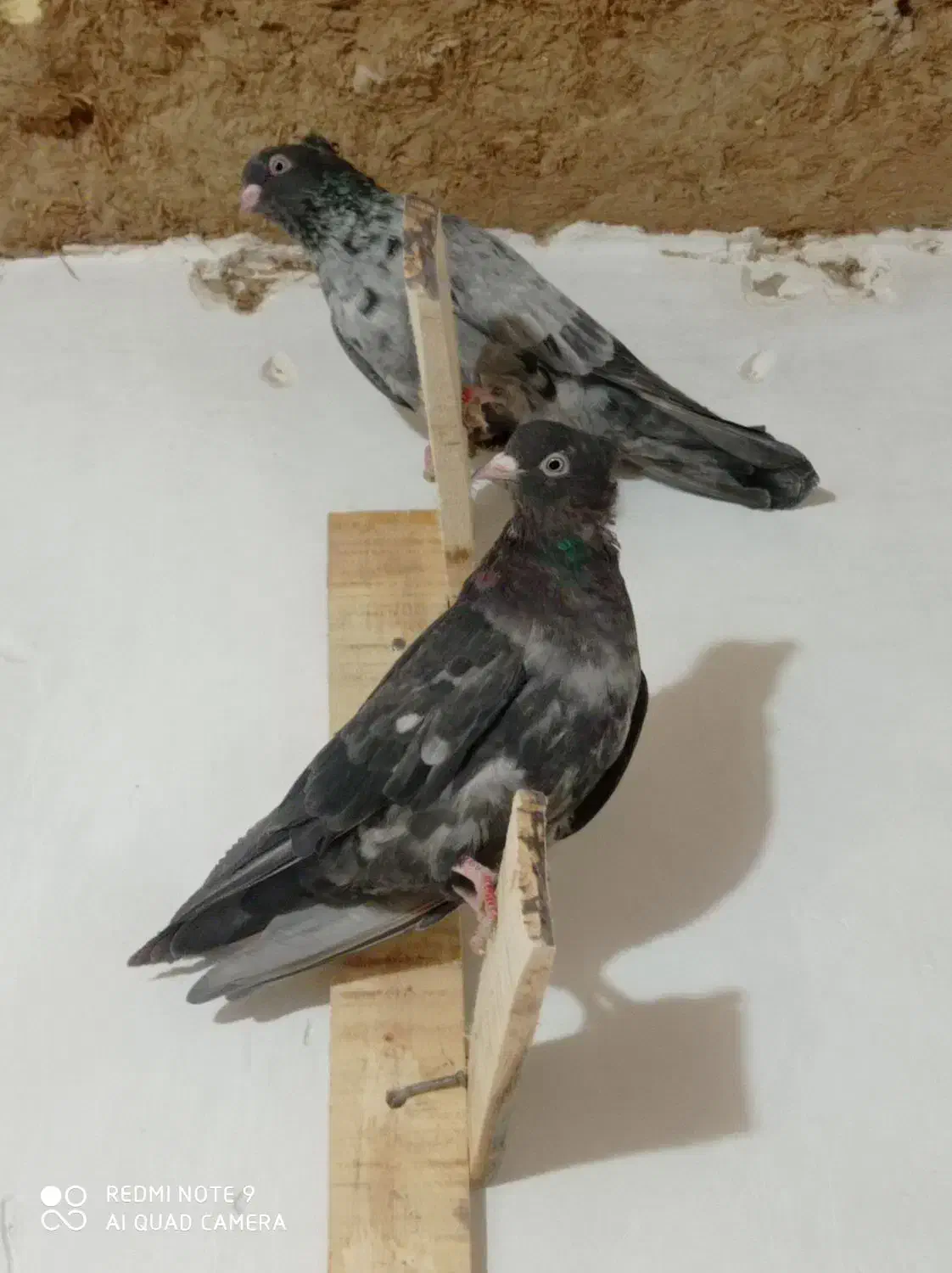 سرور|پرنده|مرودشت, سهل‌آباد|دیوار