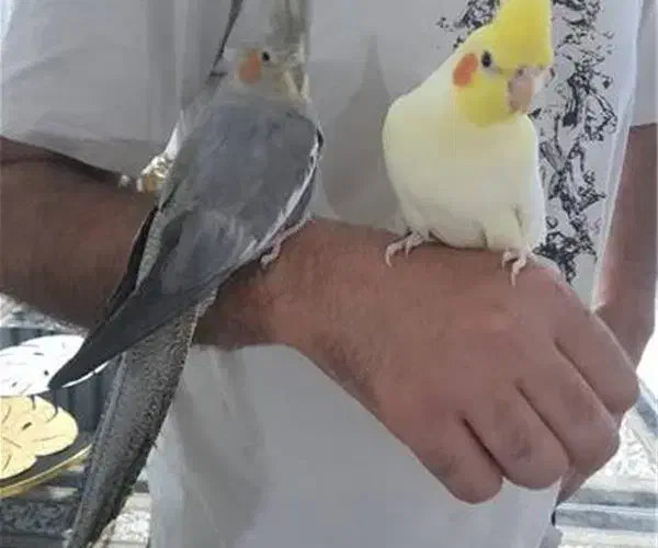 عروس هلندی|پرنده|مهران (ایلام), |دیوار