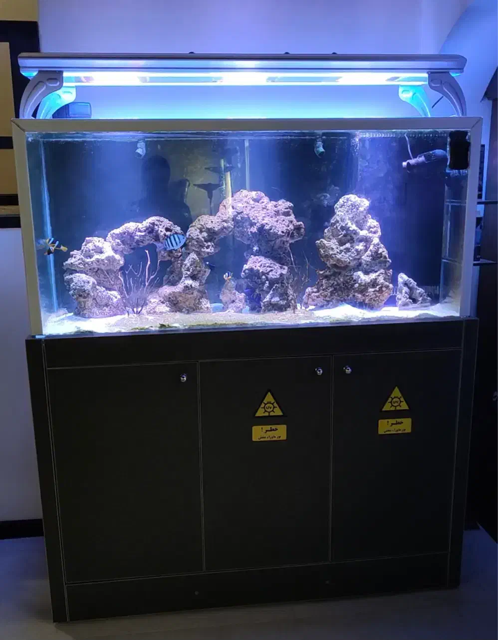 آکواریوم حرفه ای آب شور و شیرین|ماهی|بابلسر, |دیوار