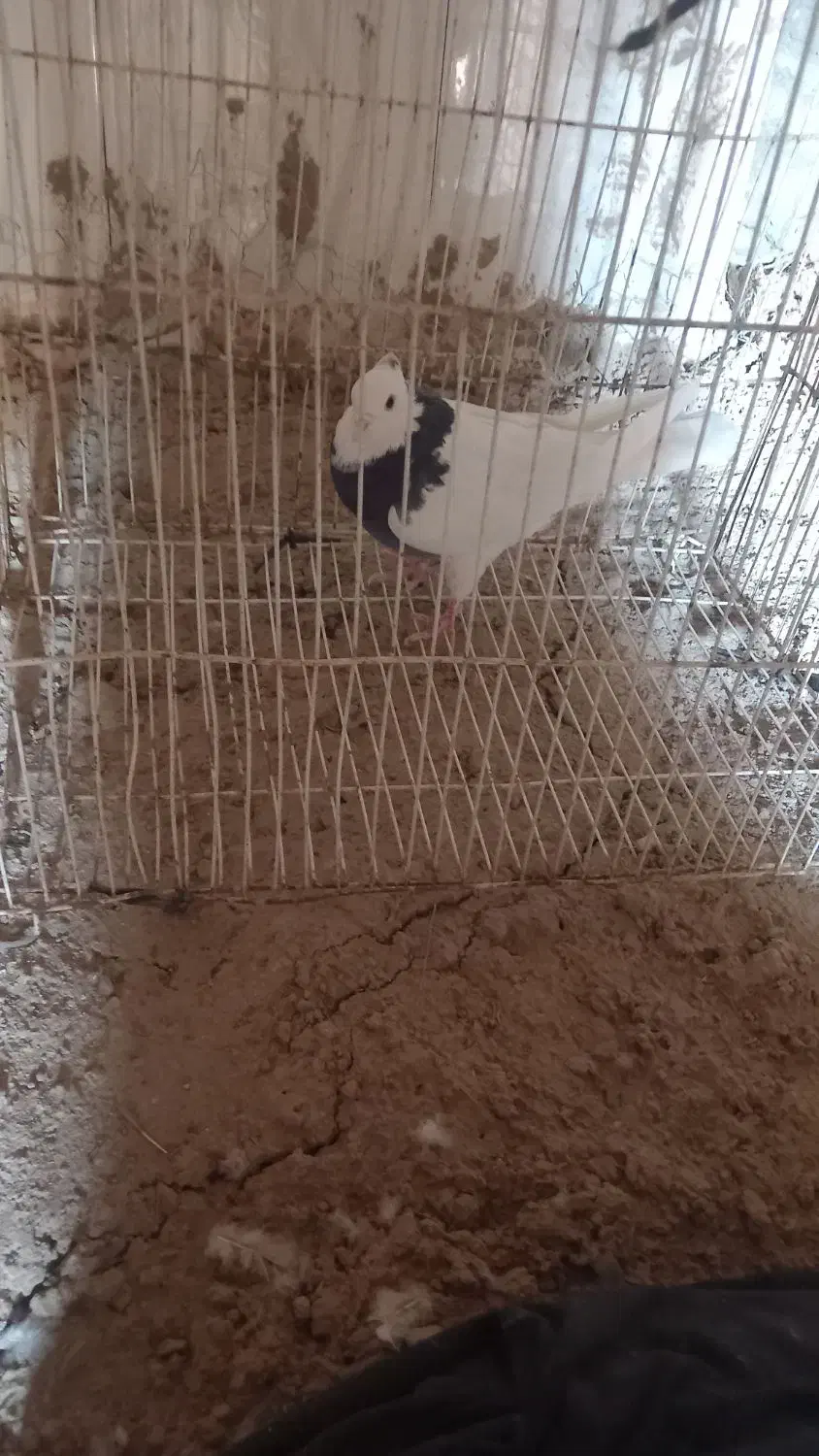 طوقی ماده|پرنده|سلیمان, |دیوار