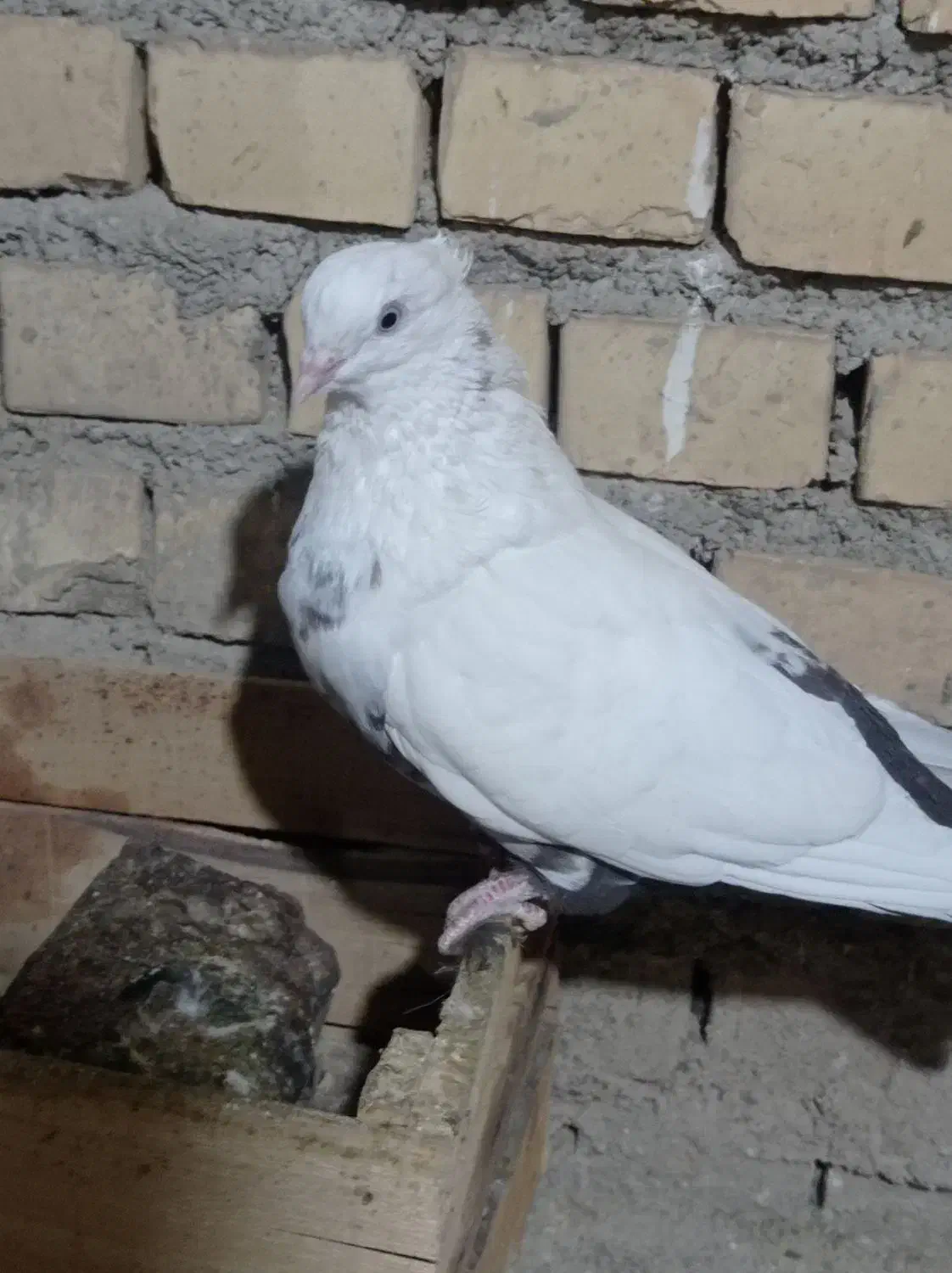 ماده دمبی|پرنده|بهبهان, |دیوار