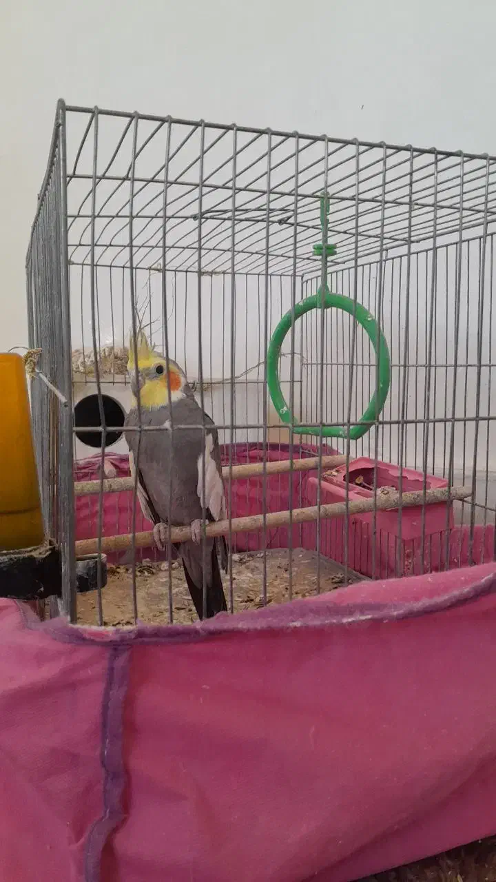 عروس هلندی|پرنده|سنقر, |دیوار