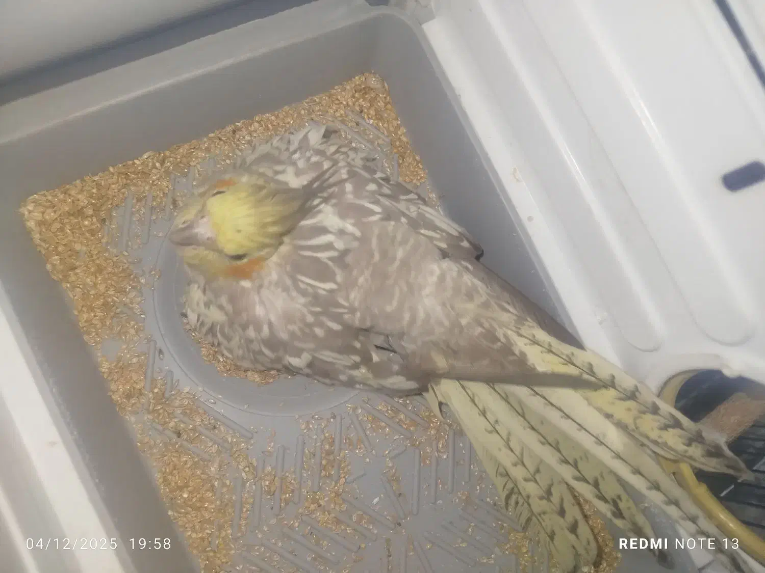 عروس هلندی ماده|پرنده|فرخشهر, |دیوار