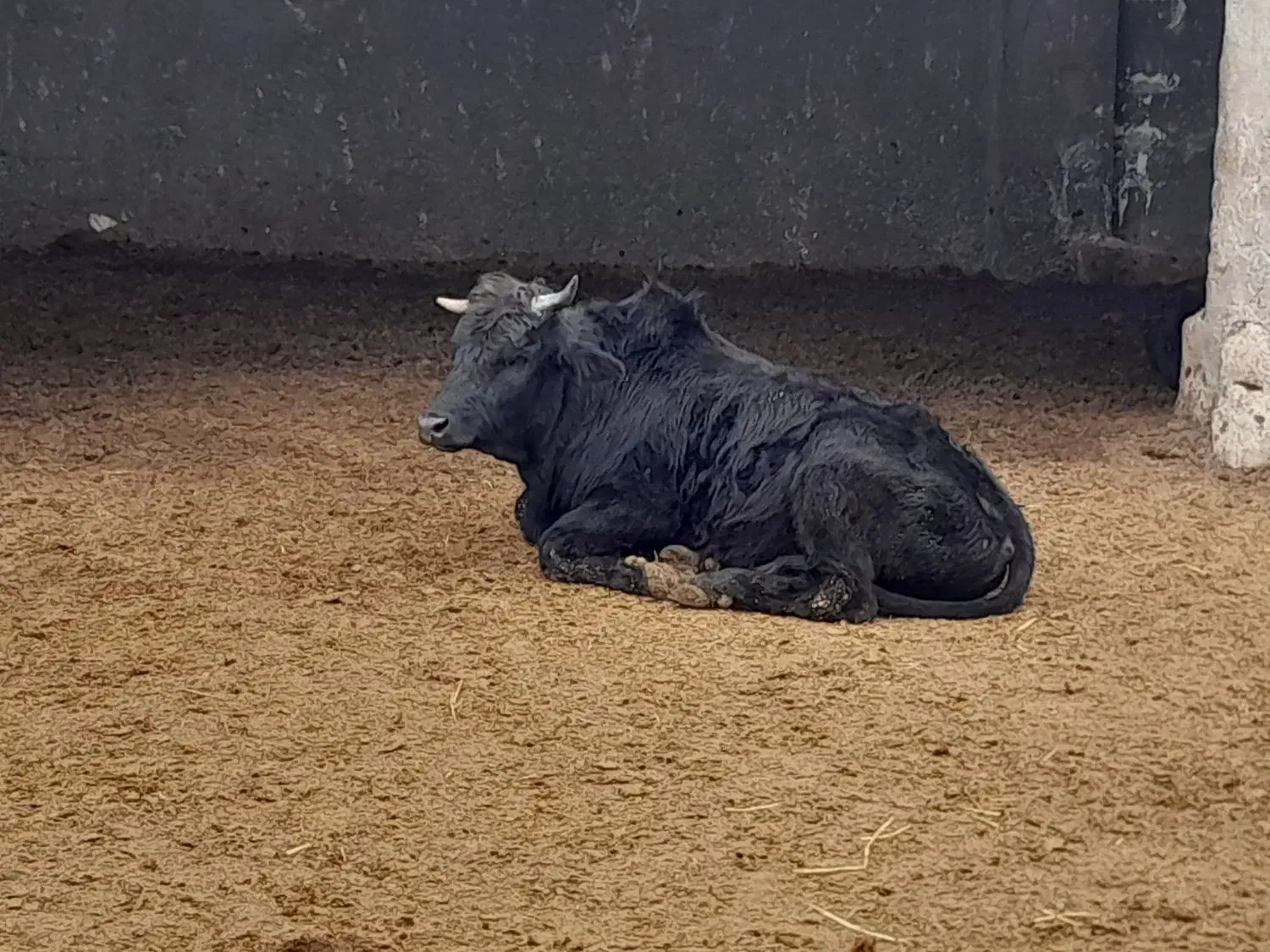 گوساله نر گیلک|حیوانات مزرعه|قلعه نو, |دیوار