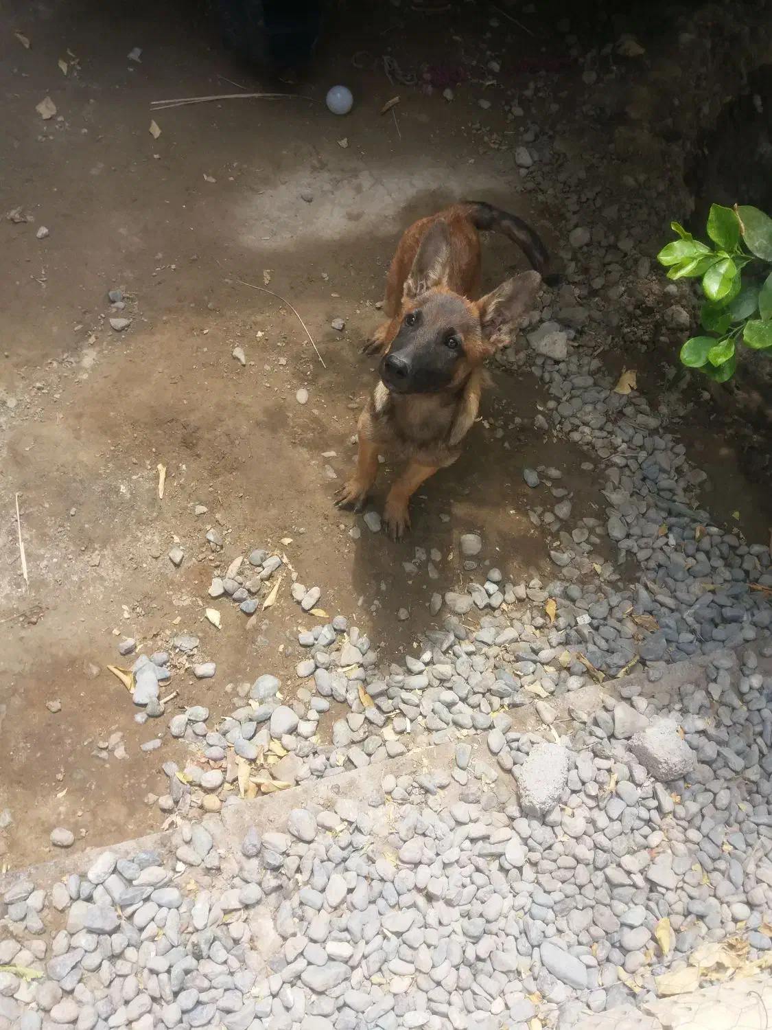 توله مالینیوز بلژیکی|سگ|جیرفت, |دیوار