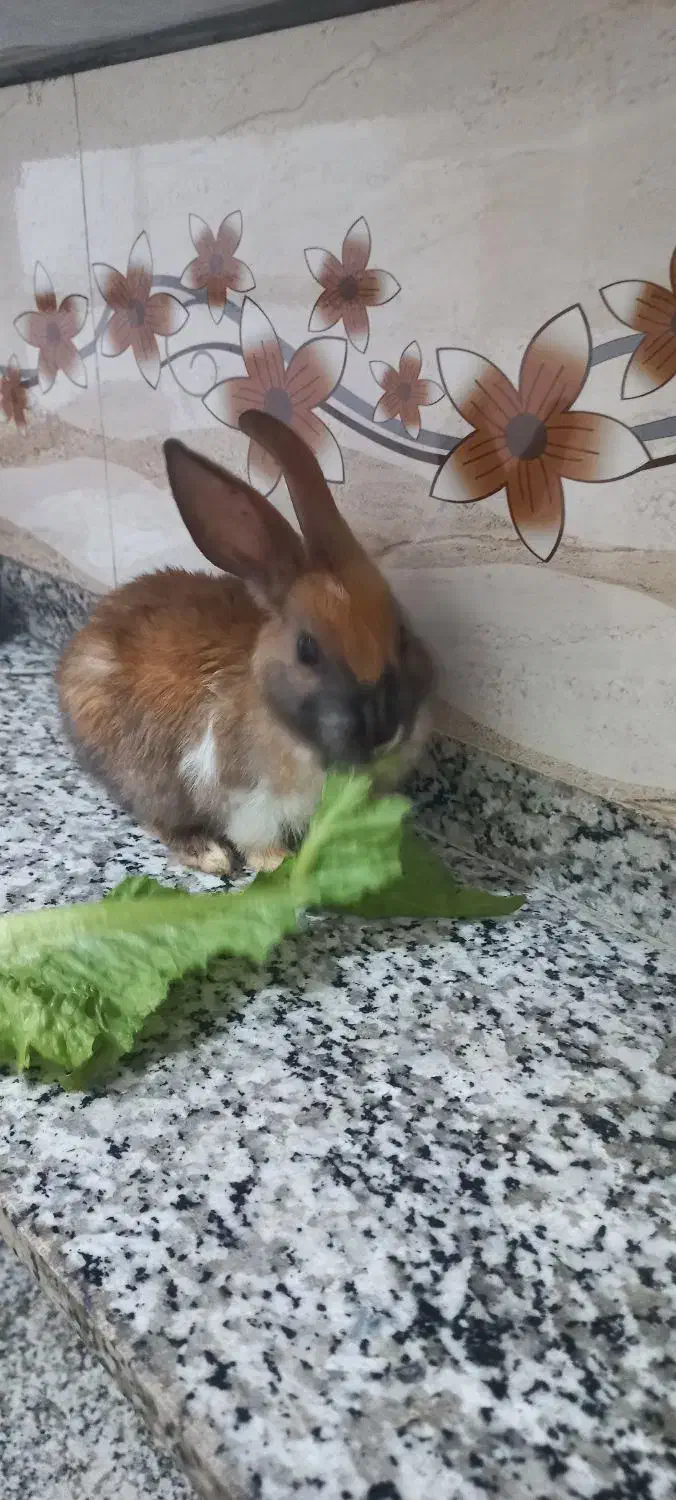 خرگوش سالم وسرحال|موش و خرگوش|پیرانشهر, |دیوار