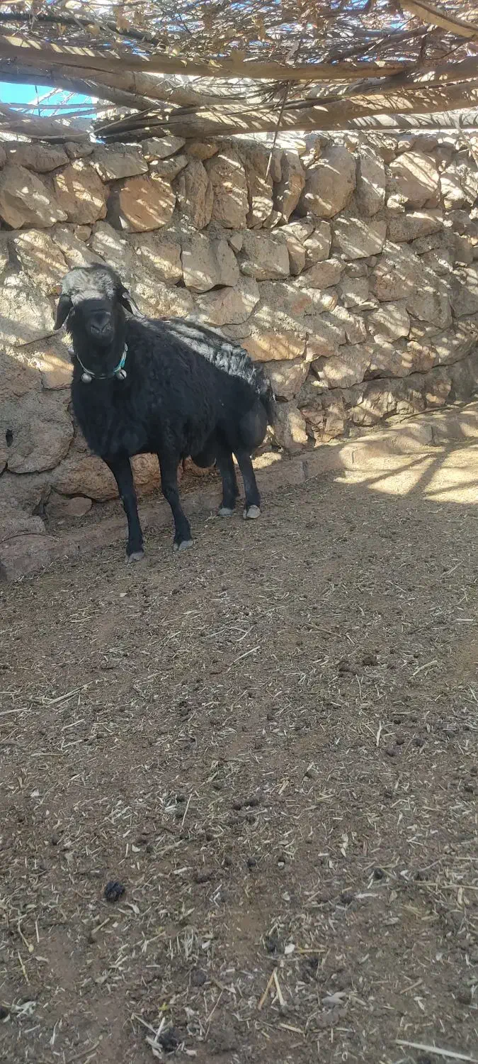 قوچ قره قزل|حیوانات مزرعه|کوهرنگ, |دیوار