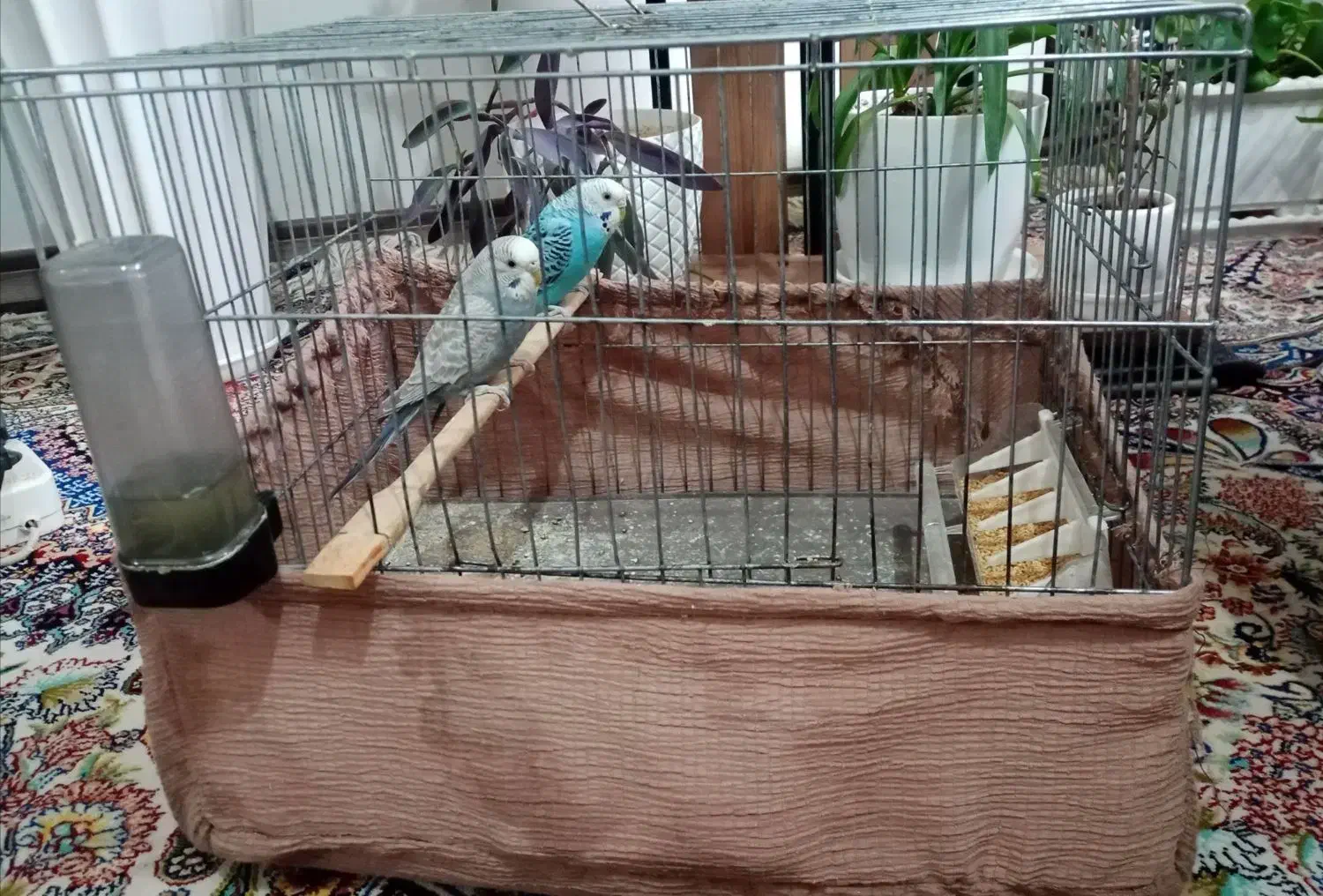 دو عدد مرغ عشق|پرنده|شهرکرد, |دیوار