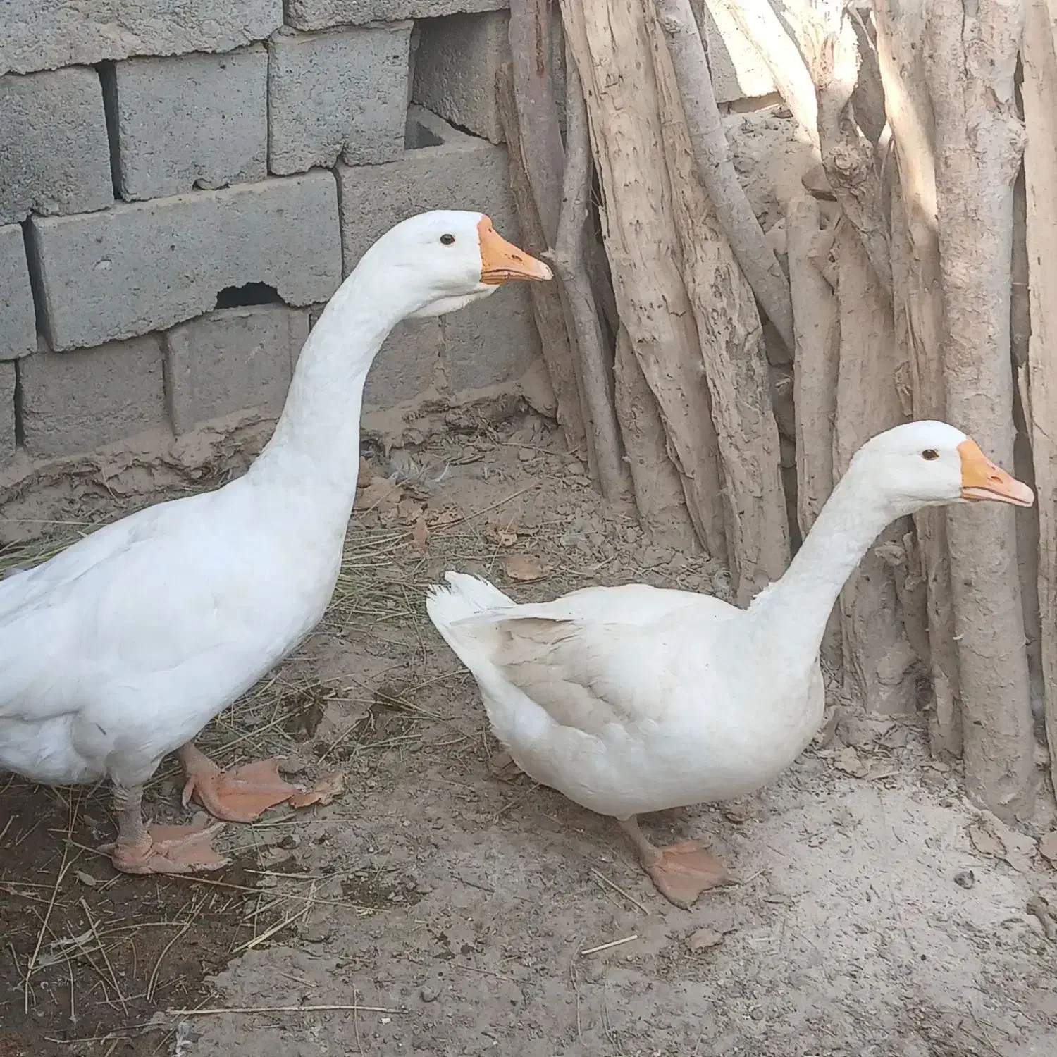 قوغاز خالماگوری مفت|حیوانات مزرعه|زابل, |دیوار