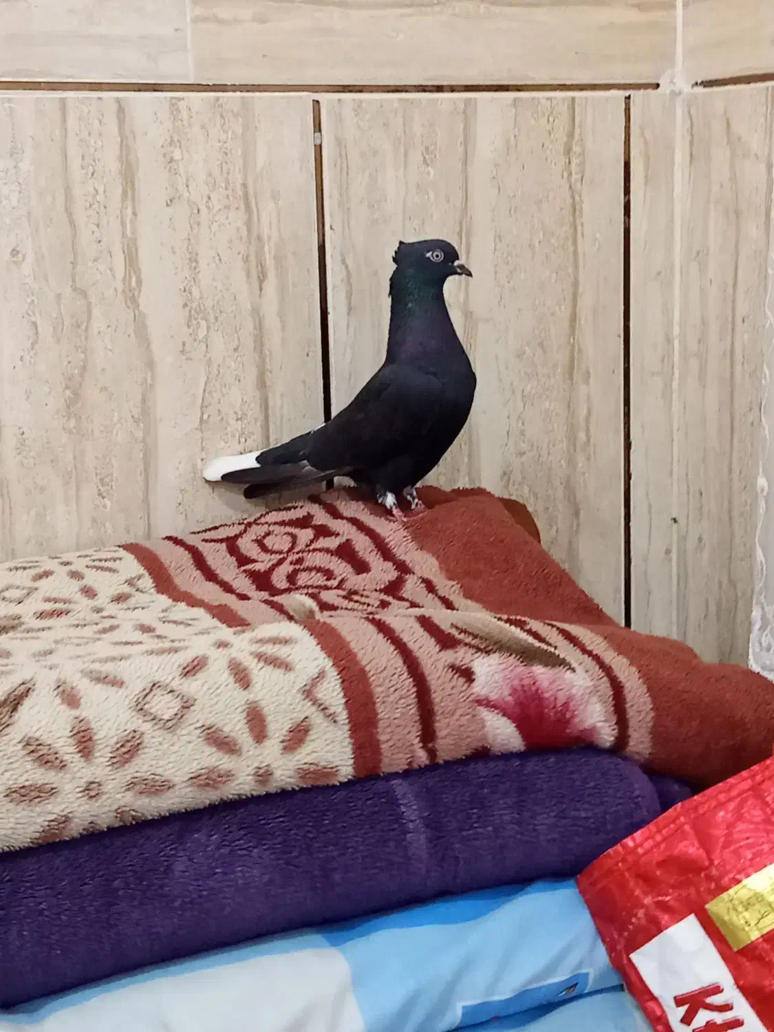 500|پرنده|رامهرمز, |دیوار