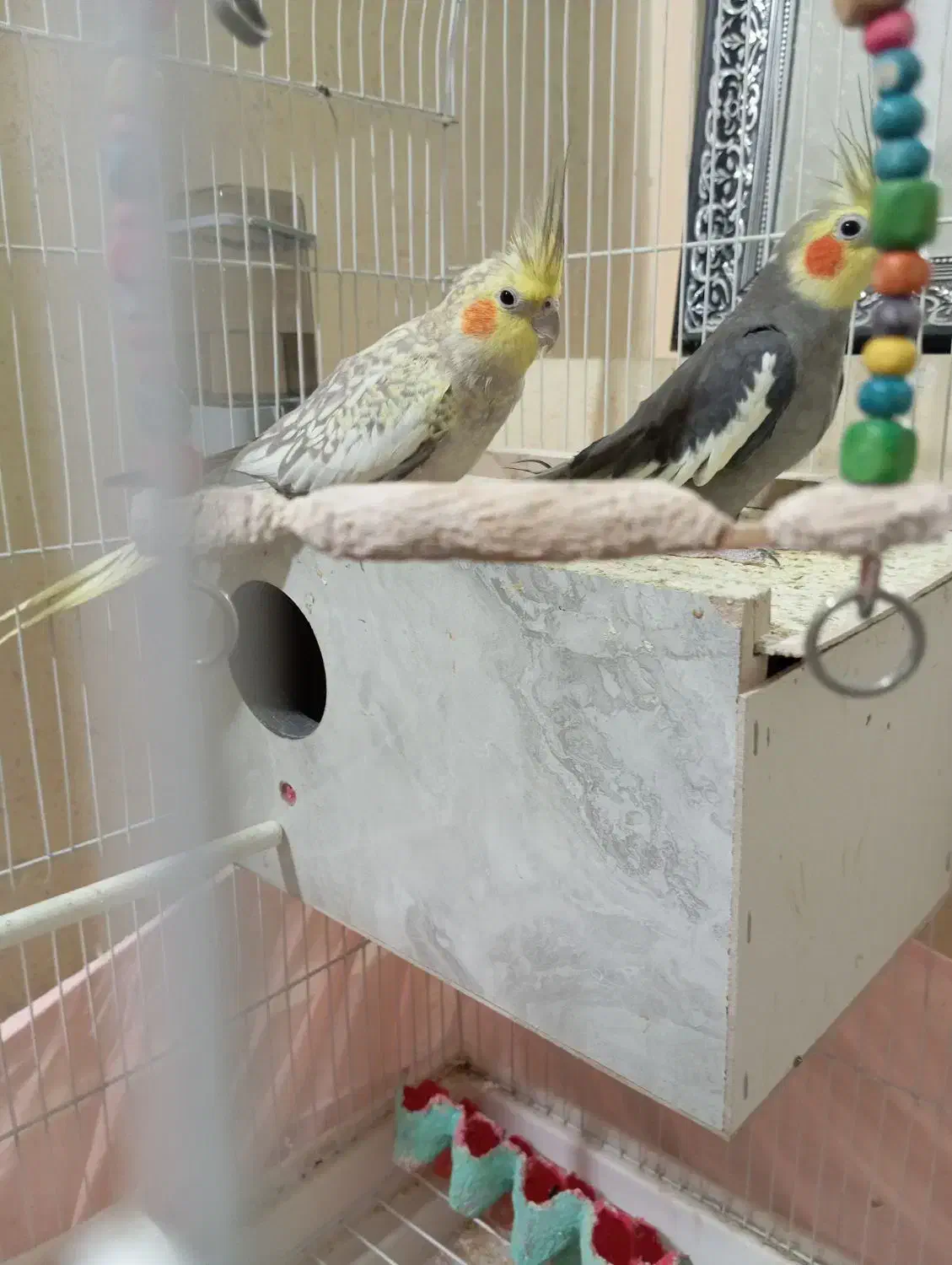 عروس هلندی|پرنده|میناب, |دیوار