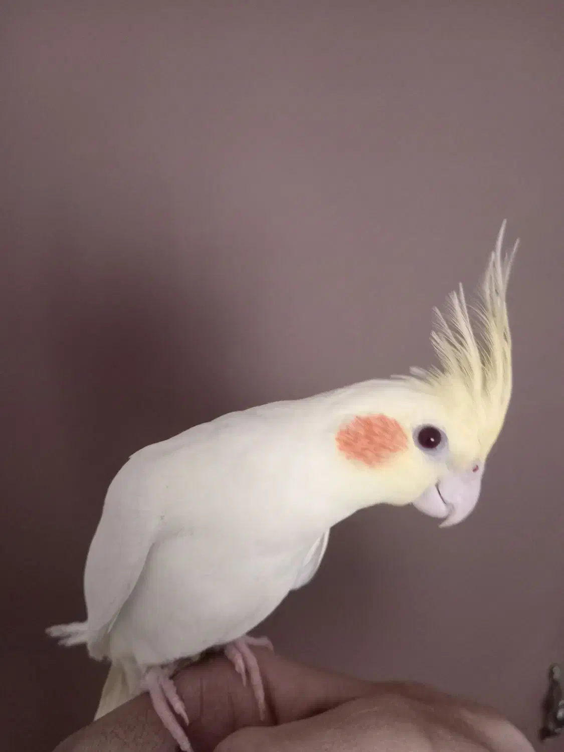 جوجه عروس هلندی|پرنده|فردیس, فرامرزیه|دیوار