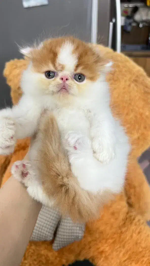 پرشینکت های سوپرفلت بایکالر|گربه|شیراز, میرزاکوچک خان|دیوار