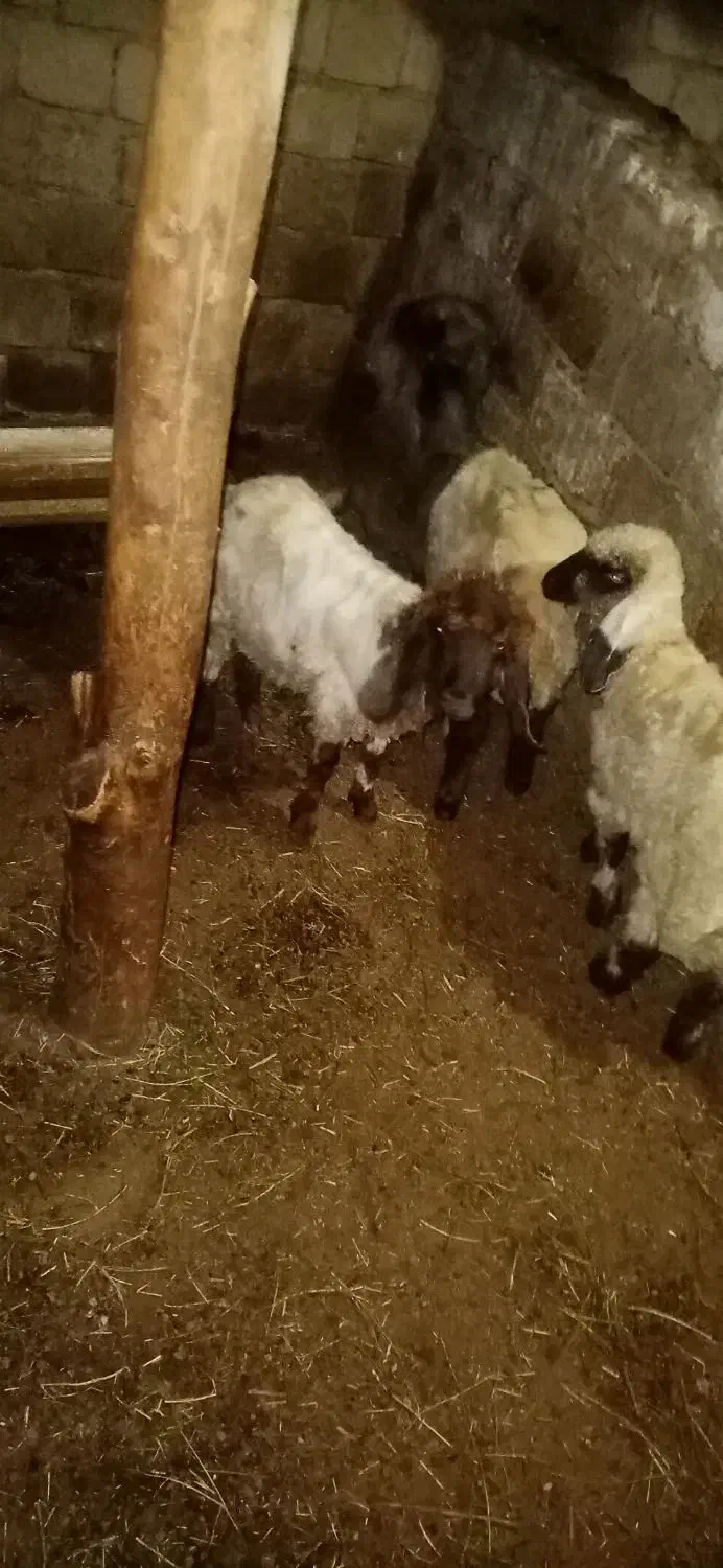 سه عدد بره ماده|حیوانات مزرعه|سیلوانه, |دیوار