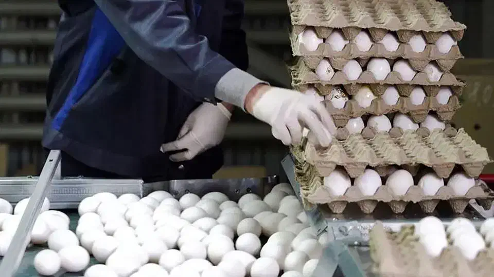 نان فانتزی قنادی سوپری مرغ فروشی|خوردنی و آشامیدنی|شیراز, شهرک کوثر|دیوار