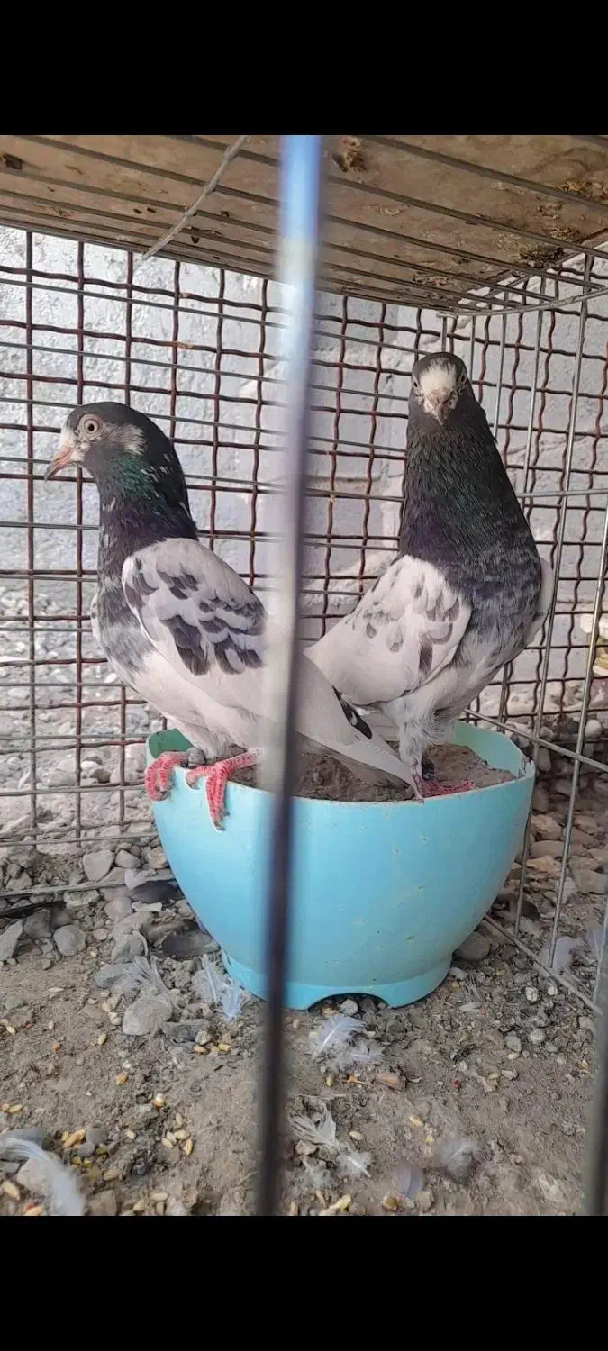 تیدی|پرنده|میناب, |دیوار