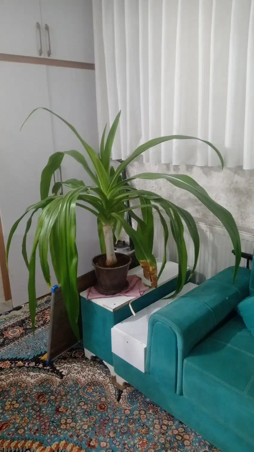 گل اشک ملکه فقط۳۰۰|گل و گیاه طبیعی|فولادشهر, C3|دیوار