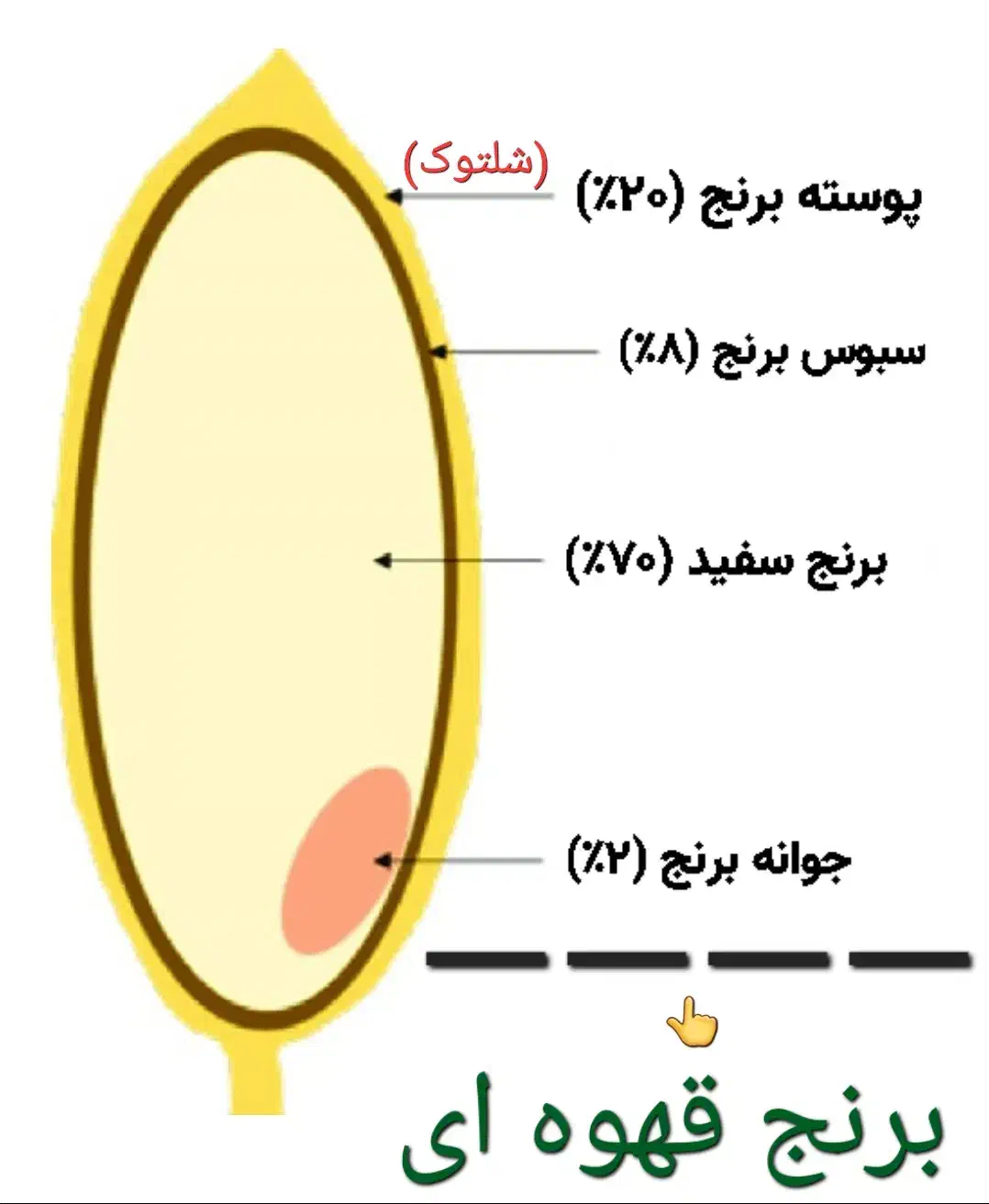 معجزه گری بنام سبوس برنج|خوردنی و آشامیدنی|نیشابور, شهرک فرهنگیان|دیوار