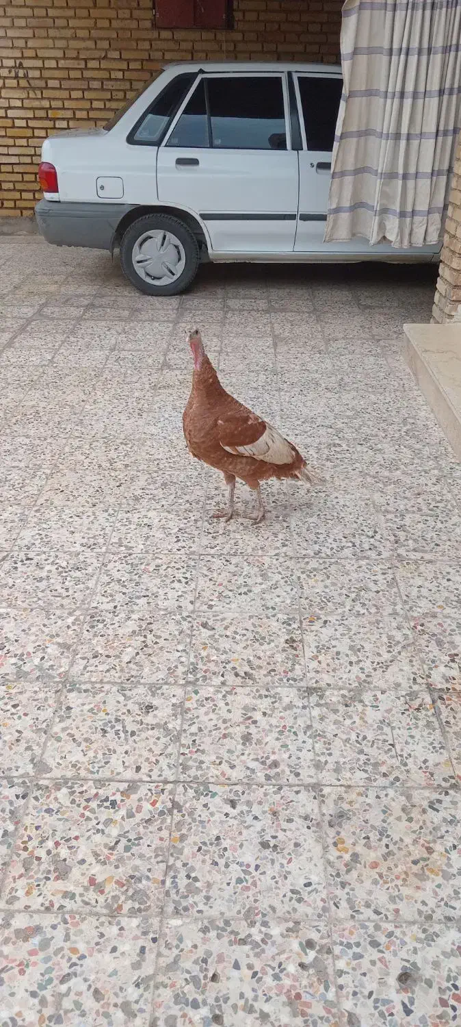 یک عدد بوقلمون ماده بارنگ خاس|حیوانات مزرعه|دزفول, |دیوار