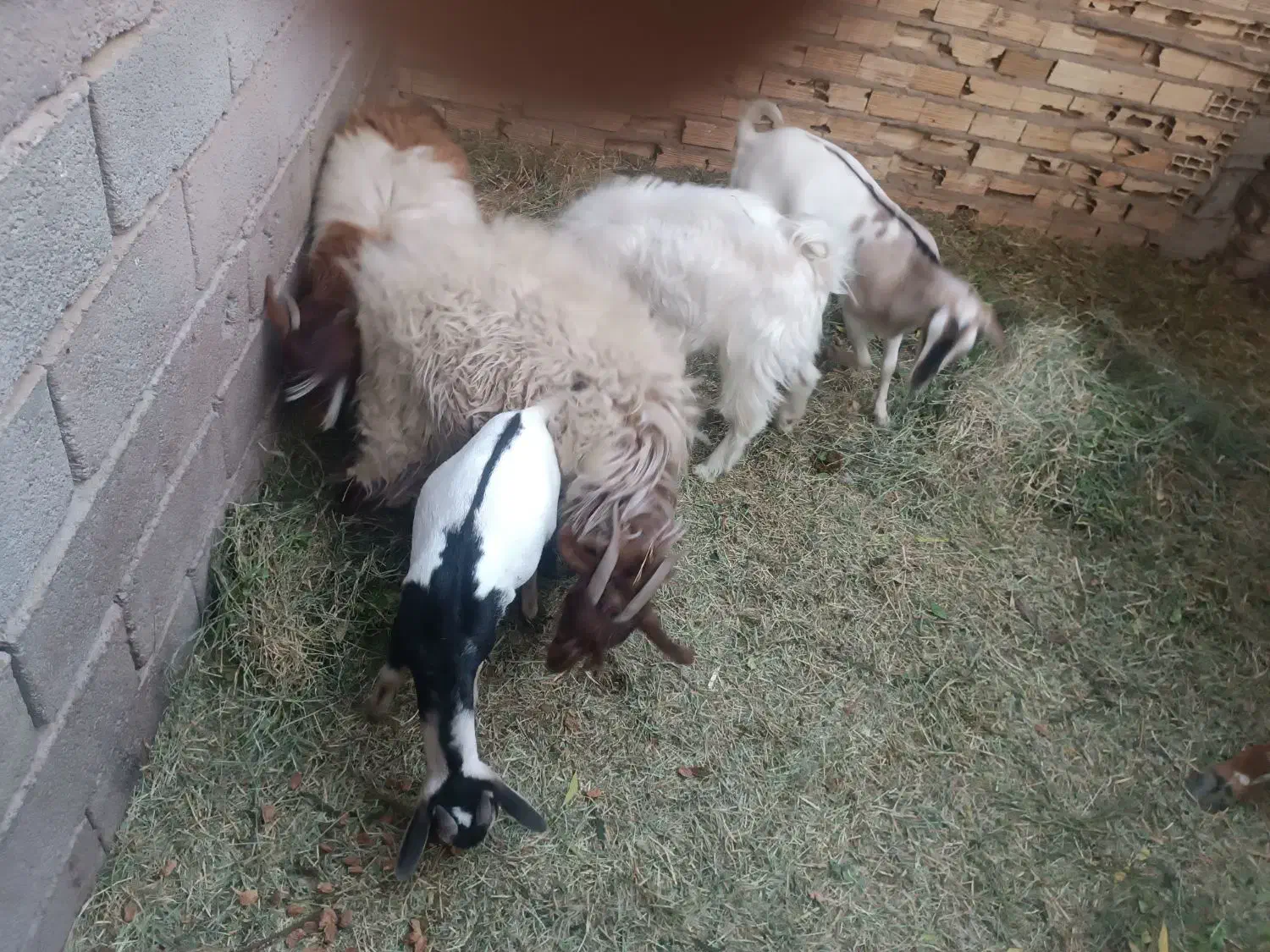 گوسفند معامله ای|حیوانات مزرعه|نرماشیر, |دیوار