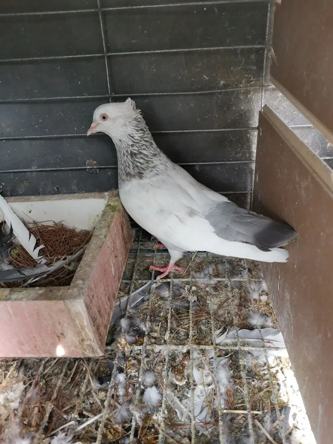 سینه سوسنی ماده|پرنده|شیراز, قلات|دیوار