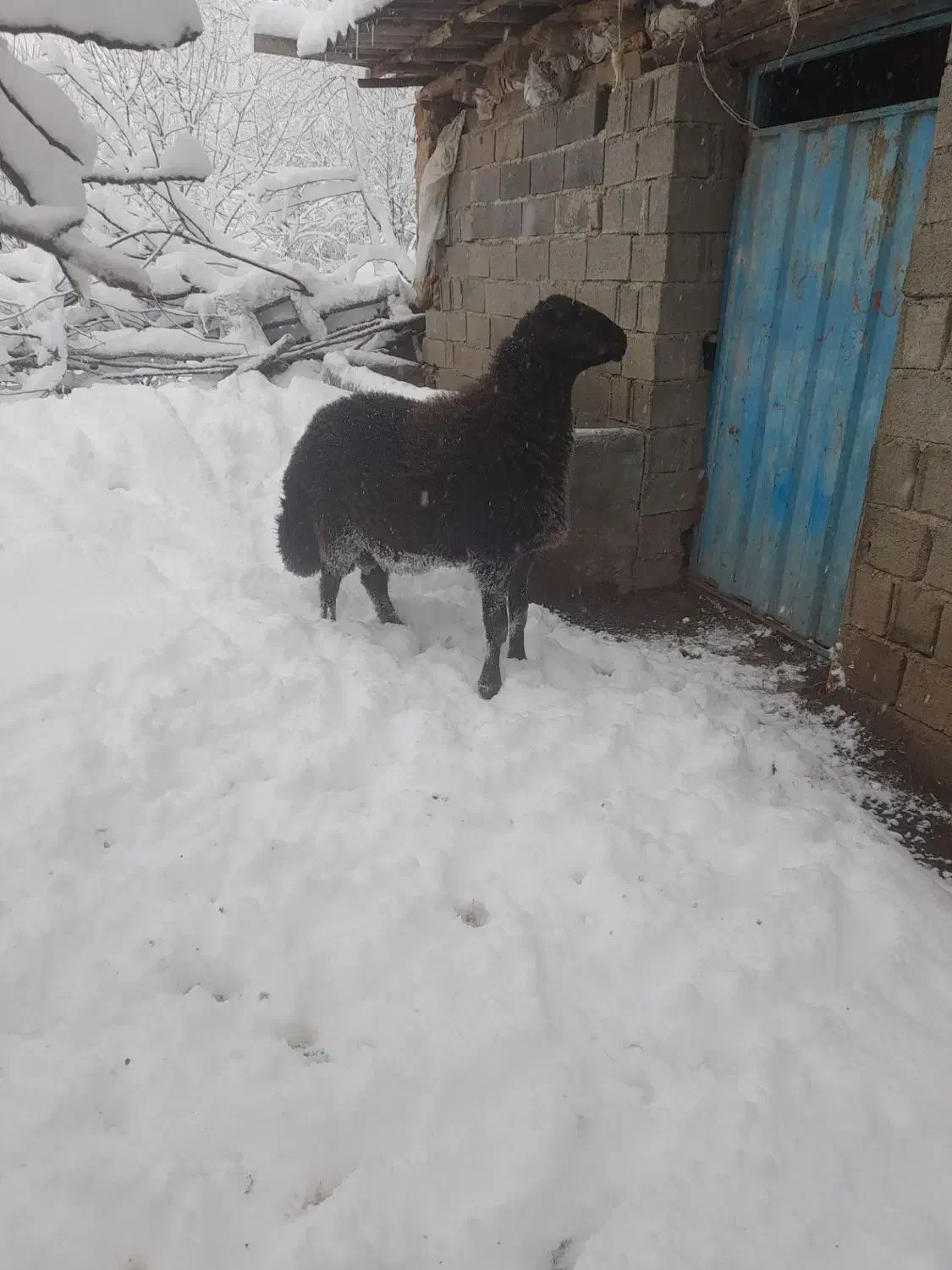 مصطفی لو|حیوانات مزرعه|مینودشت, |دیوار