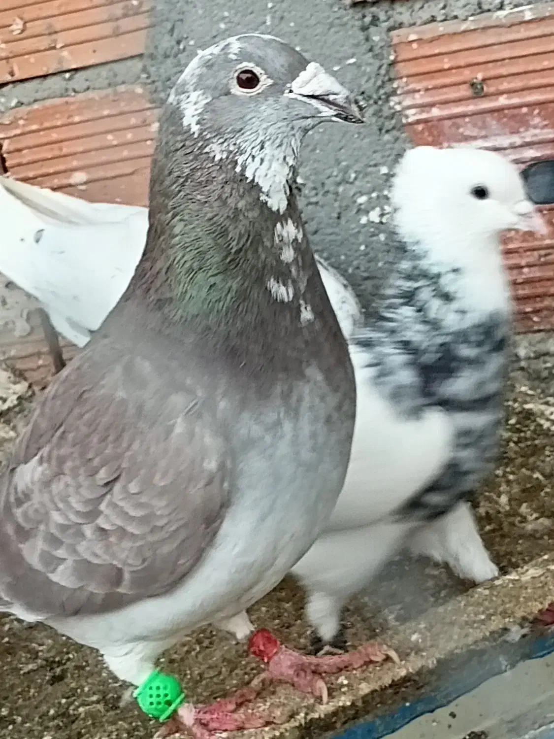 پلنگی سرخ|پرنده|گرمخان, |دیوار