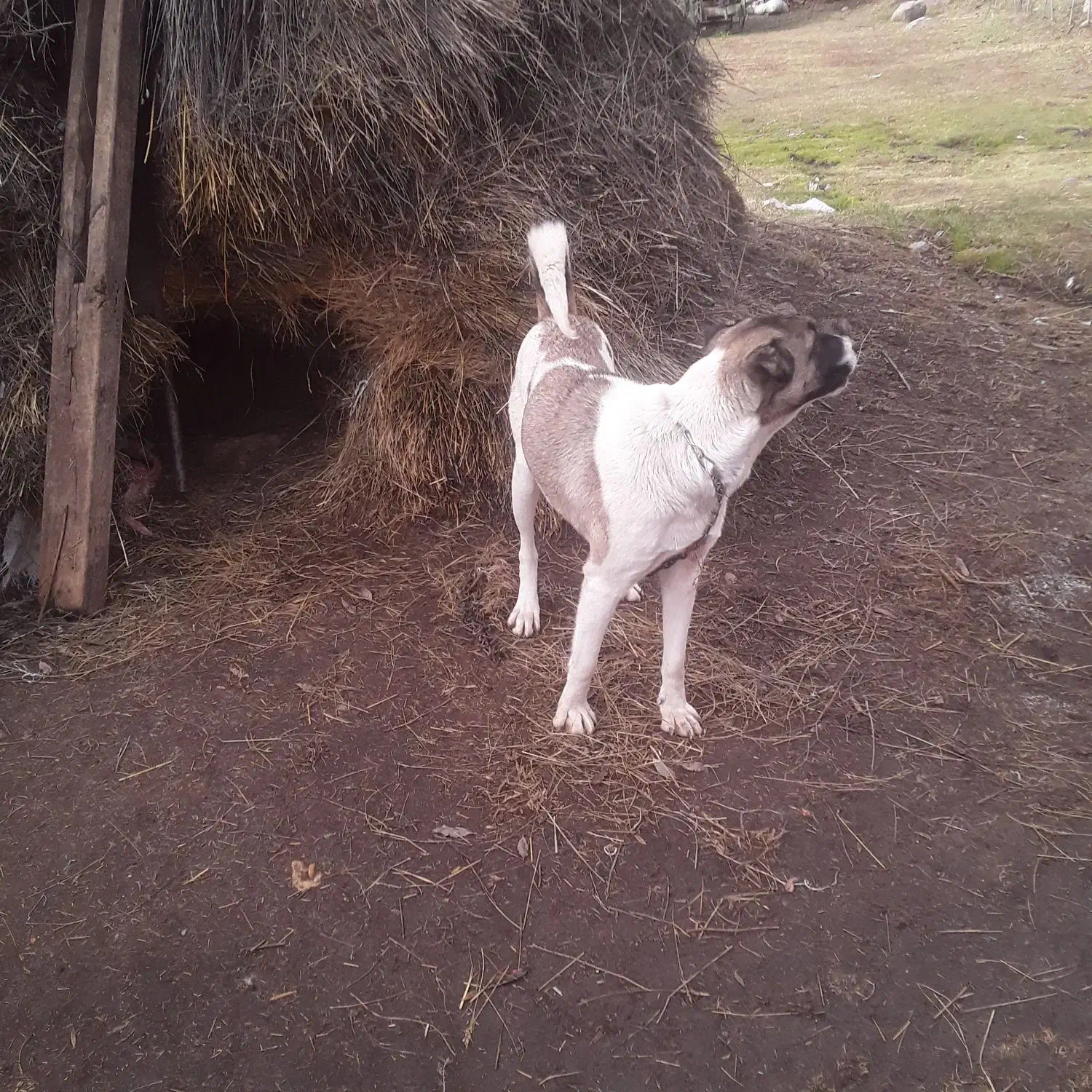 واگذار سگ|سگ|اردبیل, |دیوار