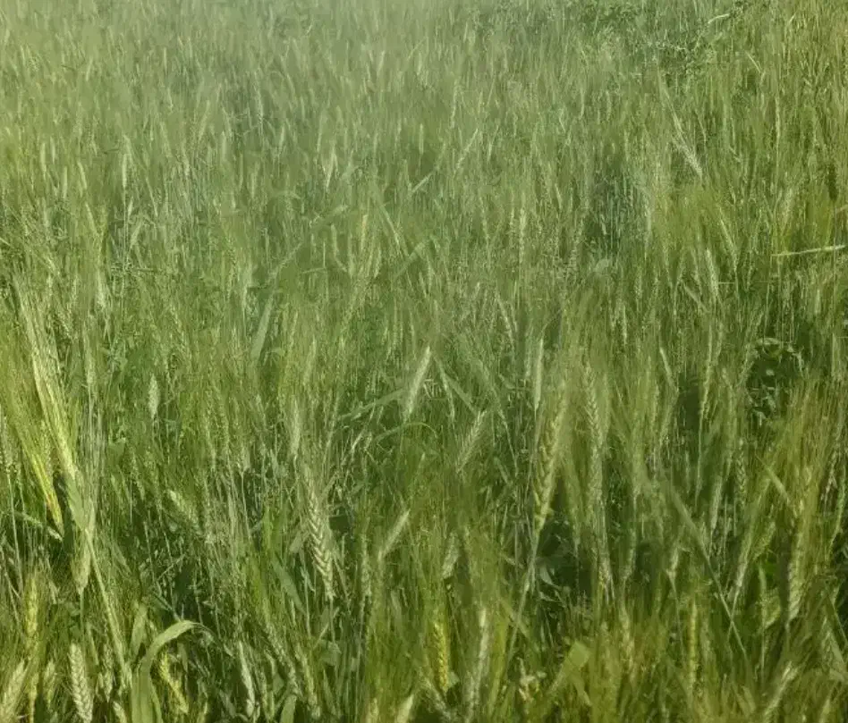 اجاره  زمین کشاورزی|اجارهٔ دفتر صنعتی، کشاورزی، تجاری|قصرشیرین, |دیوار