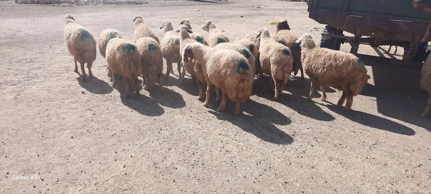 میش|حیوانات مزرعه|حمیل, |دیوار