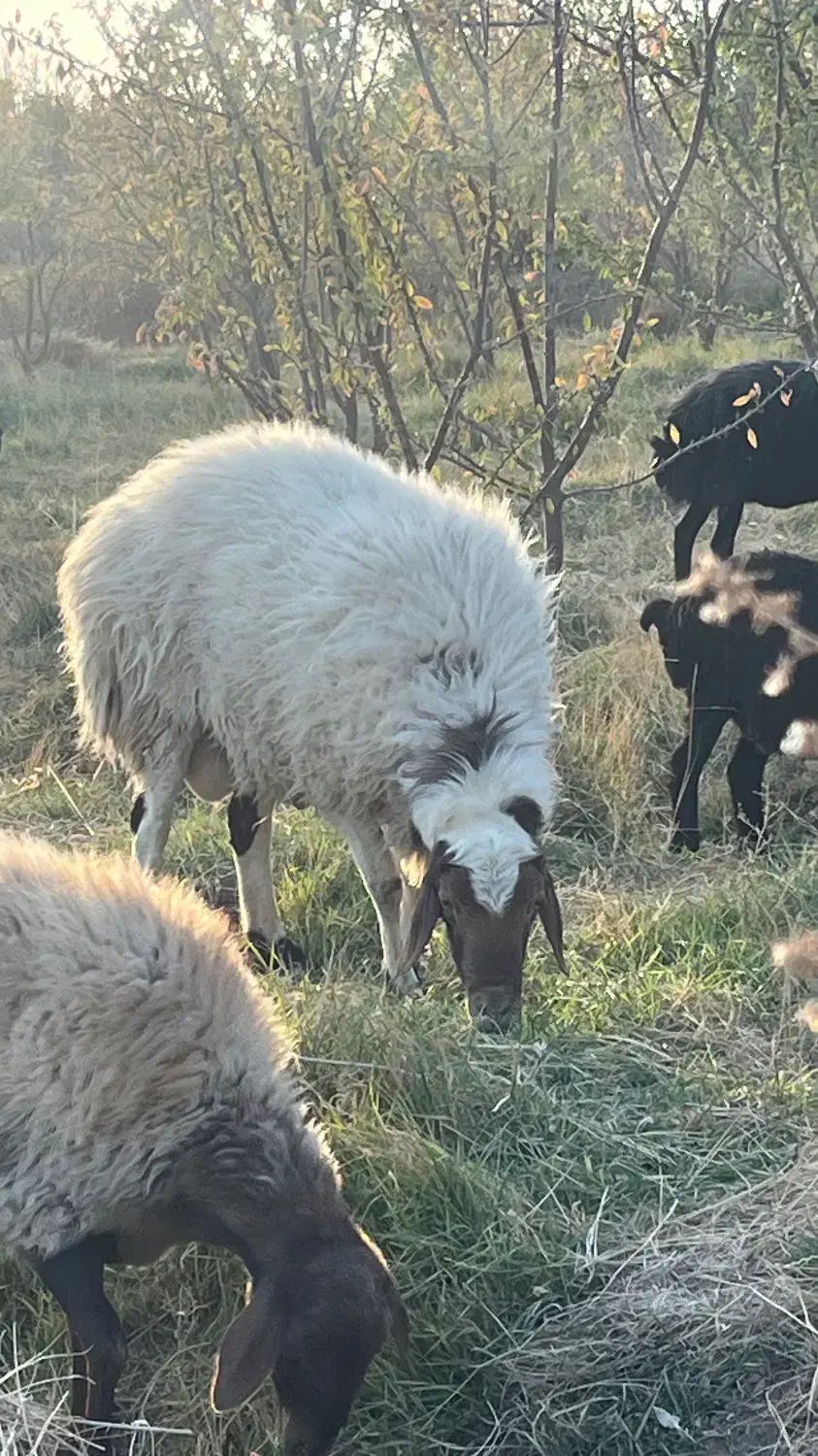 گوسفند (قوچ)|حیوانات مزرعه|زاویه, |دیوار