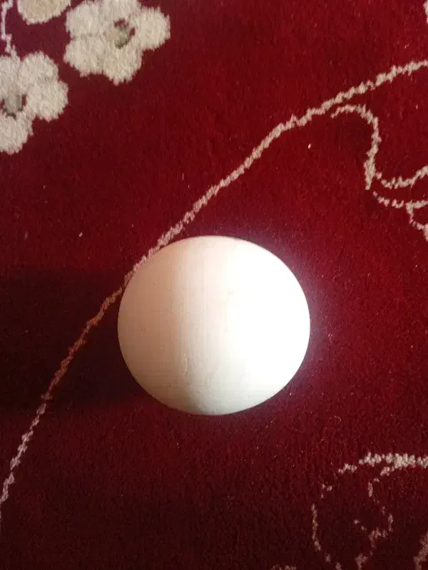 سنگ آسیاب|کلکسیون اشیاء عتیقه|مرودشت, ژیان|دیوار