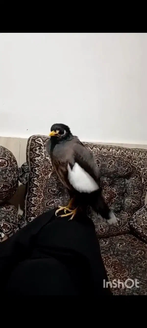 مرغ مینا سخنگو|پرنده|شیراز, شهرک سعدی|دیوار