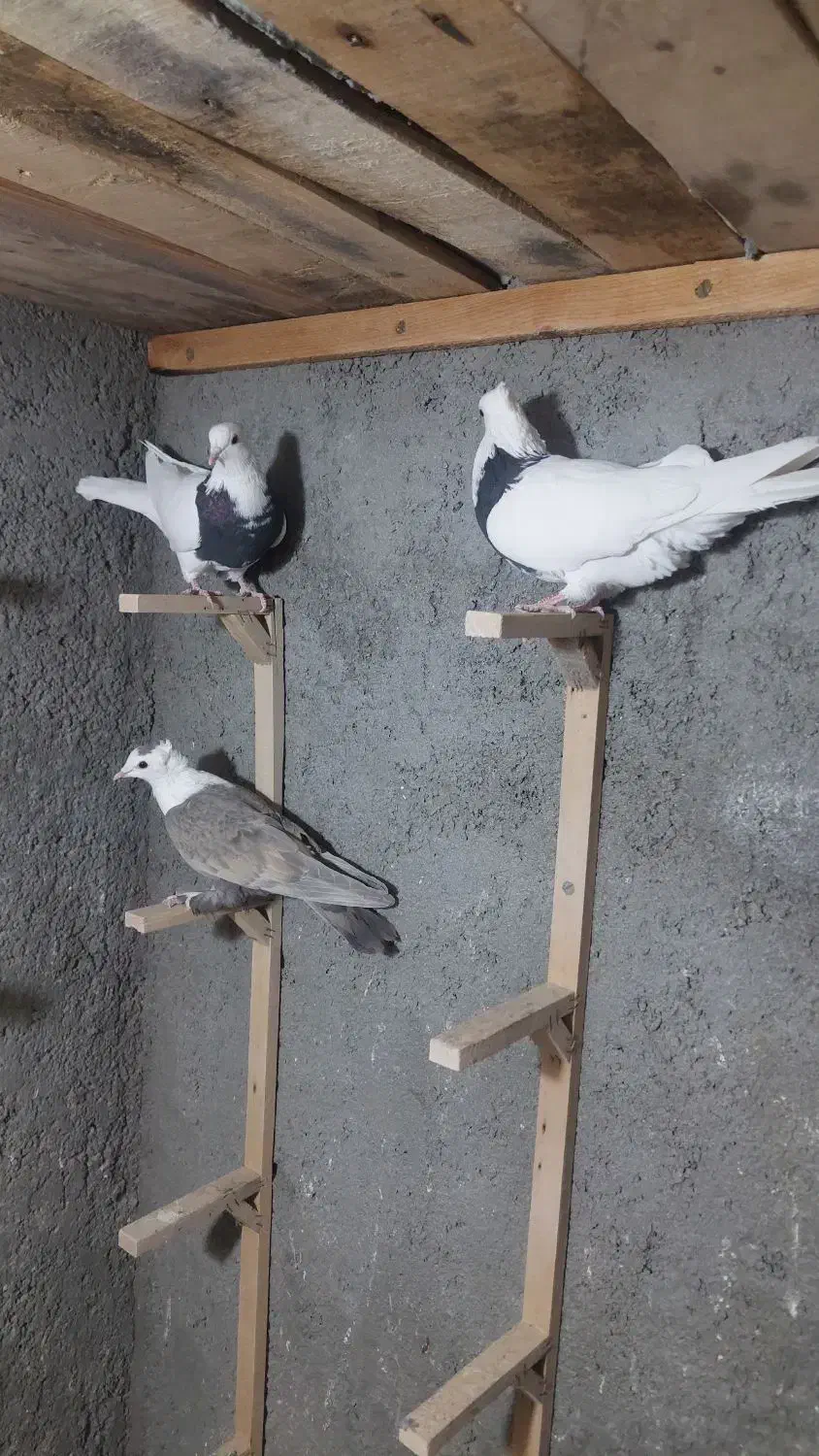 تابلو فرش نقش ک ب و ت ر|تابلو فرش|فردوس (خراسان), |دیوار