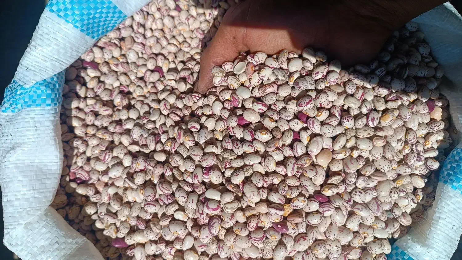 لوبیا چیتی عمده|عمده‌فروشی|خرم بید, |دیوار