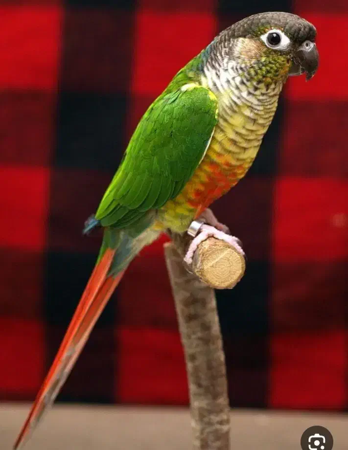 گرینچیک دستی وسخنگو|پرنده|برازجان, |دیوار