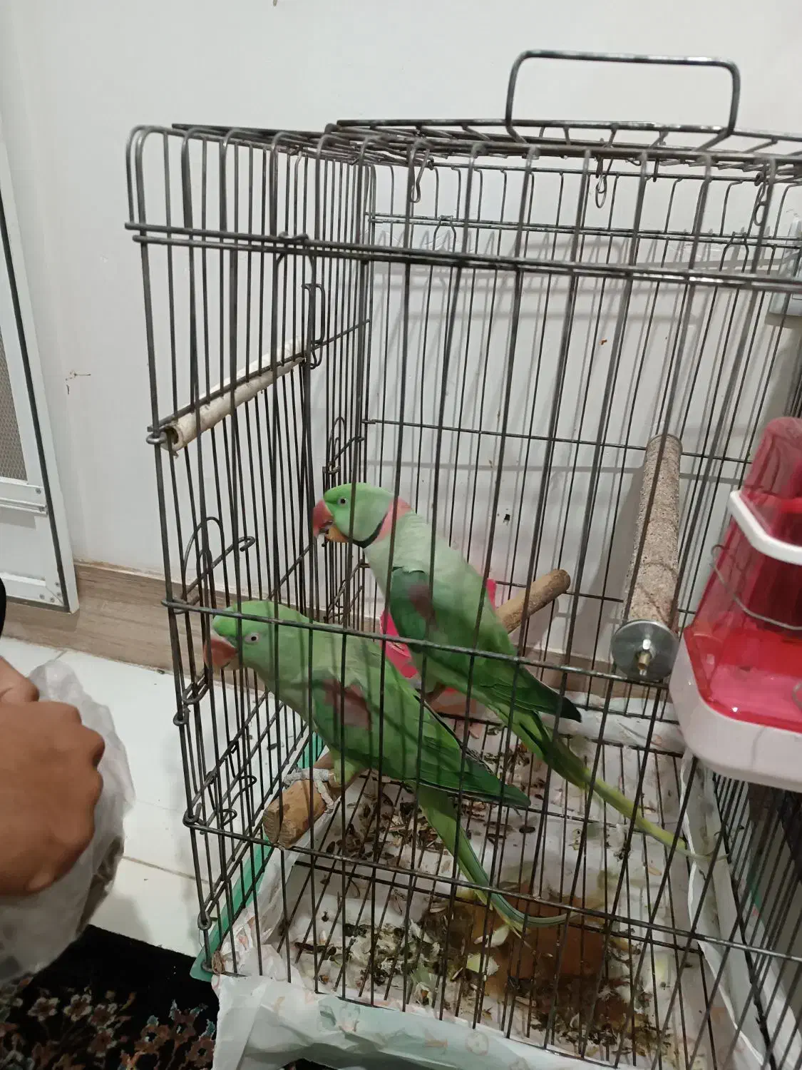 شاه طوطی مولد سخنگو|پرنده|سبزوار, کهنه آب|دیوار