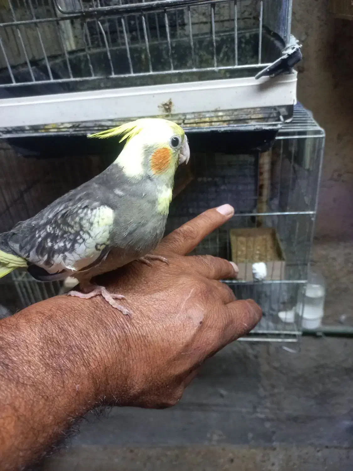 پرنده|پرنده|سلطانیه, |دیوار