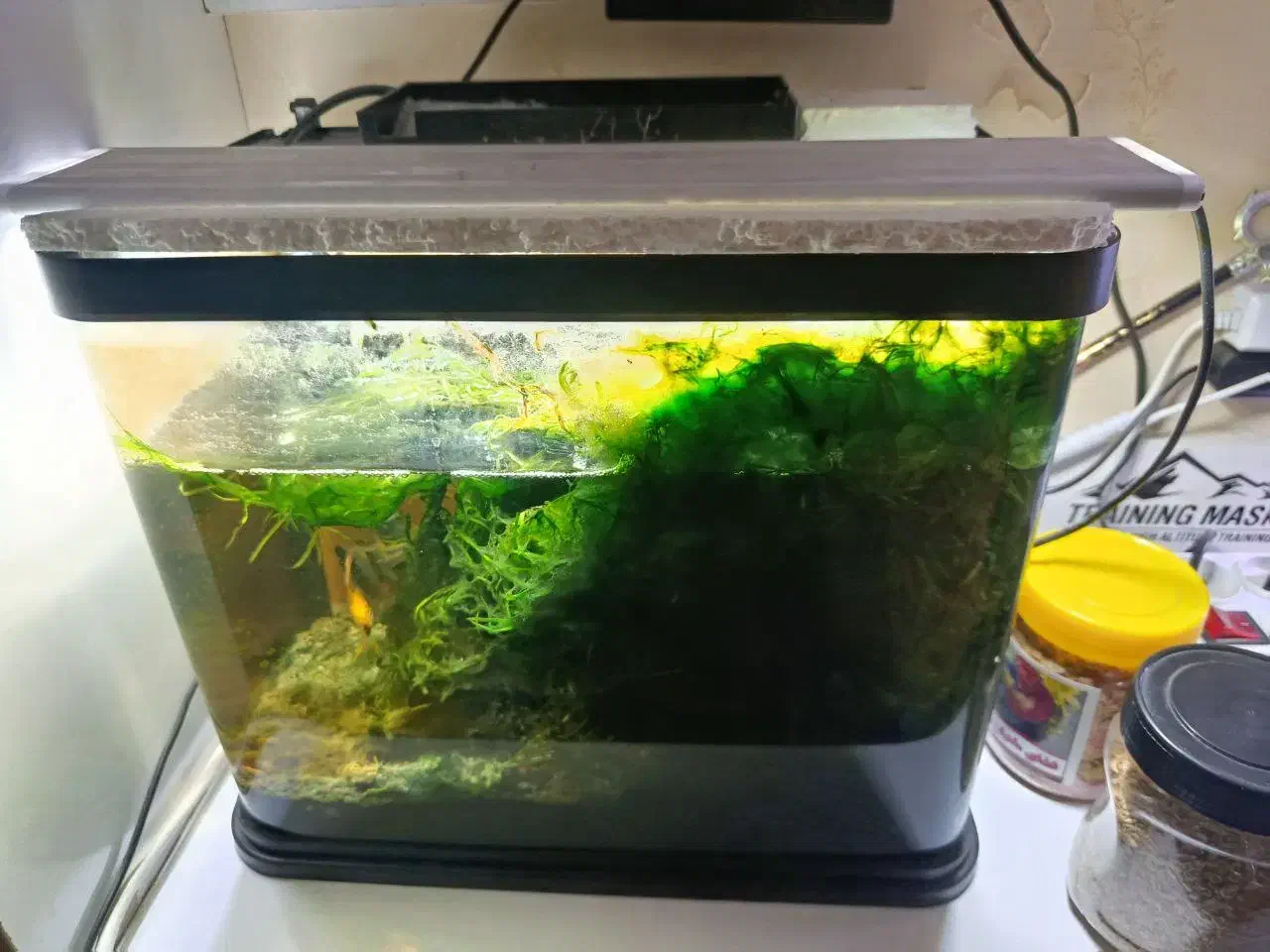 تعداد۲عدداکواریوم شیشه خم شرکتی|ماهی|مشهد, الهیه|دیوار