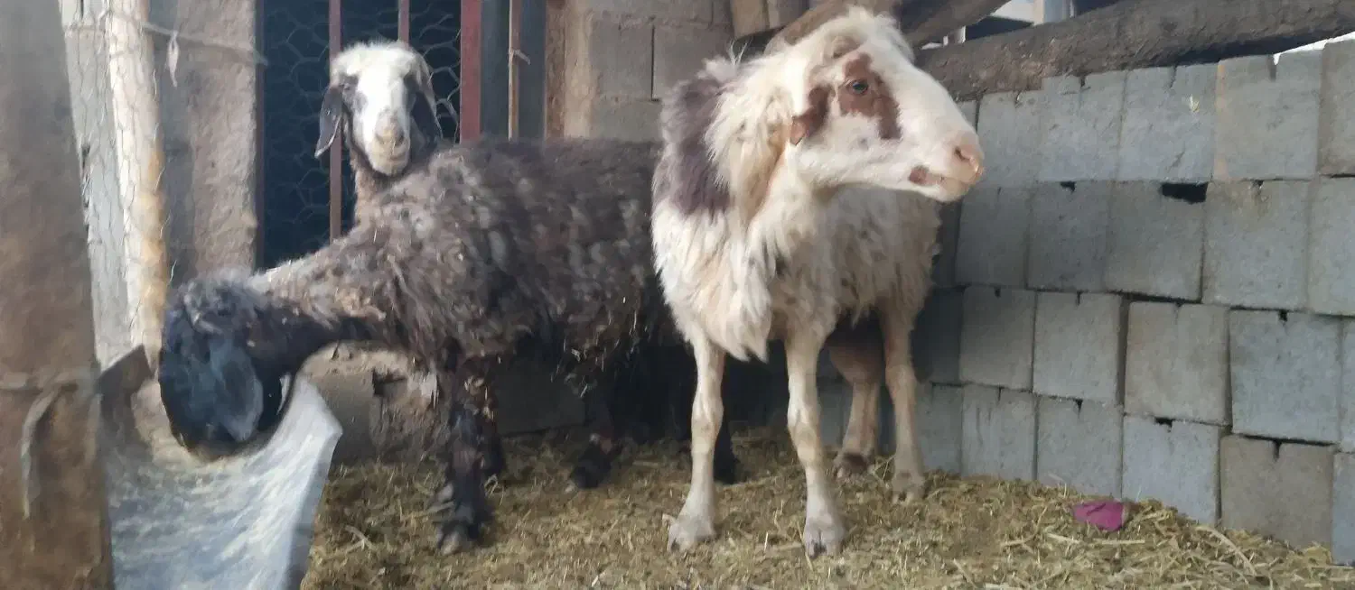 قوچ.چپش.میش فروشی|حیوانات مزرعه|پاتاوه, |دیوار