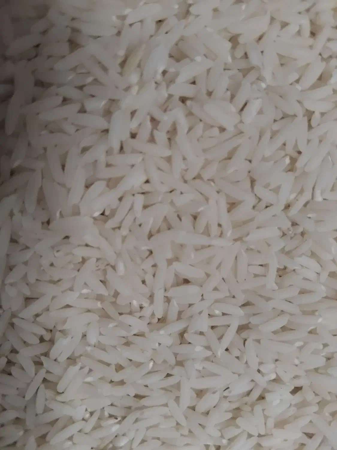 برنج هاشمی شهرستان آستارا|خوردنی و آشامیدنی|لوندویل, |دیوار